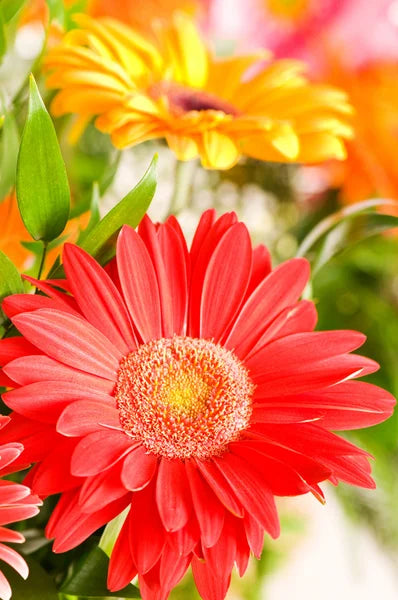 Red Gerbera Flower Seeds for Planting – Pollinator Friendly, Heirloom, Non-GMO, High Germination Organic Garden Seeds