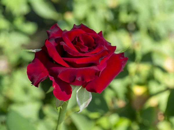 Dark Red Ruby Rose Flower Seeds for Planting – Heirloom, Non-GMO, High Germination Seasonal Bloomer