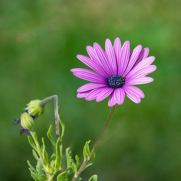 Light Violet Gazania Flower Seeds for Planting – Heirloom, Non-GMO, Garden Favorite, High Germination