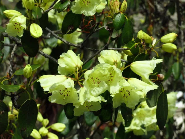Sea Green Rhododendron Flower Seeds for Planting – Heirloom, Non-GMO, High Germination Organic Garden Seeds