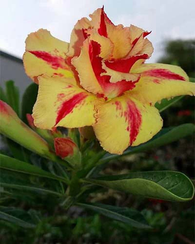 Red Light Yellow Adenium Flower Seeds for Planting – Heirloom, Non-GMO, Drought Tolerant High Germination Seeds