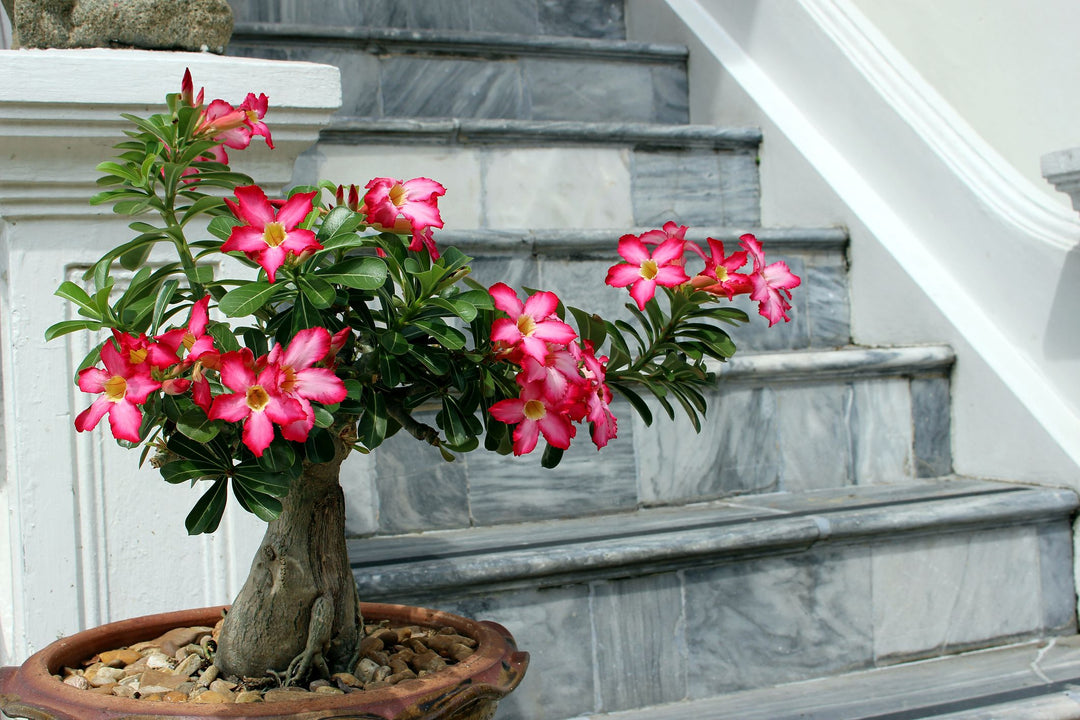 bonsai rose seeds Bonsai Rose Flower Seeds for Planting – Hardy Variety, Heirloom & Non-GMO  Seeds for Home Garden