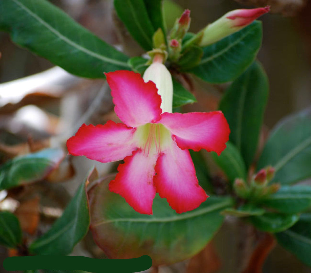 Flower Seeds, Seeds,Seeds For Planting,Plant Seeds