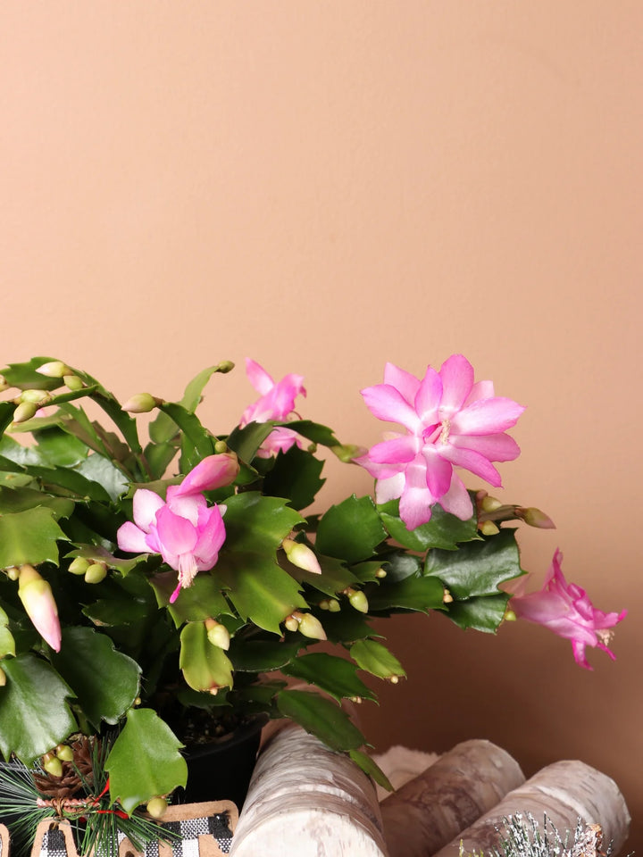 Schlumbergera Flower seeds for Planting-Pollinator Friendly Heirloom&amp;GMO Free Seeds for Home Garden