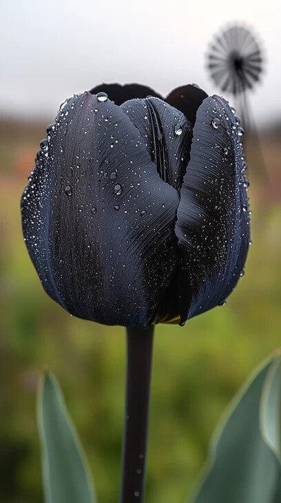 Black Tulip Flower Seeds for Planting – Heirloom Non-GMO, High Germination Organic Garden Seeds