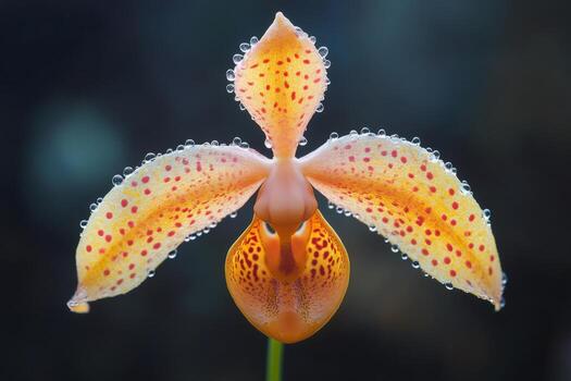 Orange Paphiopedilum Flower Seeds for Planting – Heirloom Non-GMO, High Germination Organic Garden Seeds