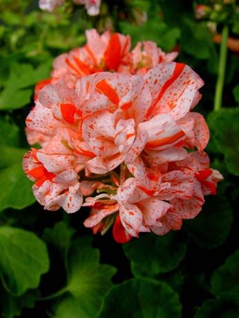 Orange White Geranium Flower Seeds for Planting – Heirloom, Non-GMO, Long Bloom Organic Garden Seeds