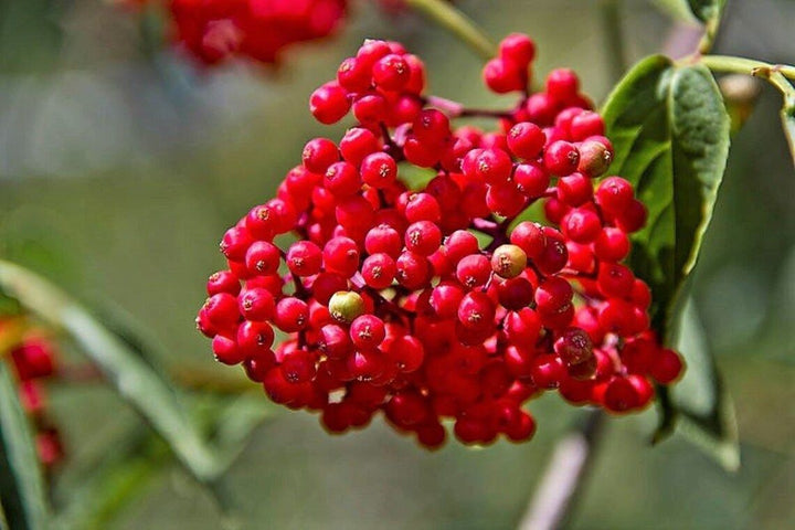 Bunchberry Fruit Seeds – Heirloom, Non-GMO Seeds for Cold Climate Edible Garden Planting