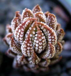 Brown Haworthia Reinwardtii Herb Seeds for Planting – Heirloom, Non-GMO Seeds Ideal for Beginner Gardens