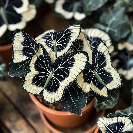 Grow Elegant Cream &amp; Black Begonia Blooms with Unique Charm