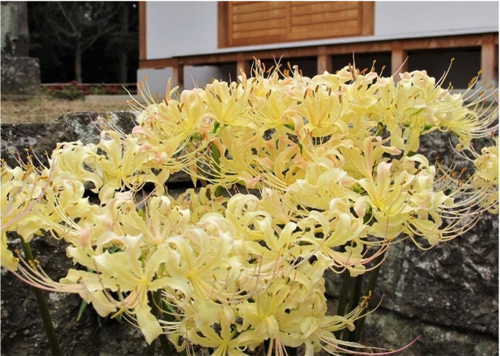 Yellow Higanbana Flower Seeds for Planting – Heirloom, Non-GMO, Bright Blooms, High Germination