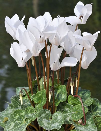 Flower Seeds, Seeds,Seeds For Planting,Plant Seeds