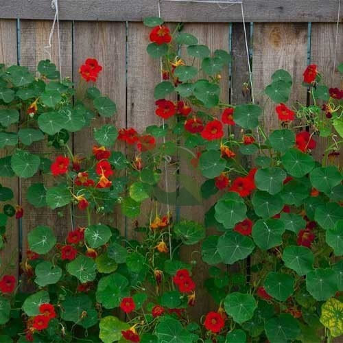 Red Hanging Nasturtium Flower Seeds for Planting – Heirloom Non-GMO High Germination Organic Garden Seeds