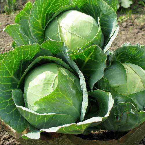 Cabbage Golden Acre Seeds – Heirloom, Early Maturing, High-Yield Vegetable Seeds