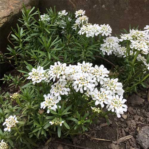 White Candytuf Flower Seeds for Planting – Heirloom Non-GMO, High Germination Organic Garden Seeds