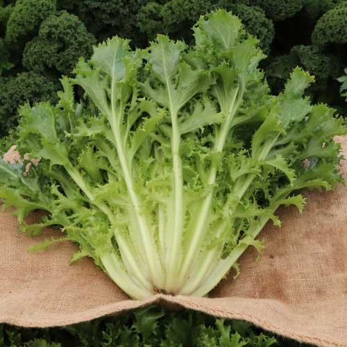 Green Yellow Endive Seeds for Planting – Heirloom & Non-GMO Leafy Greens for Fresh Salads