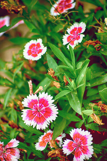 Pink Dianthus Flower Seeds for Planting – Heirloom Non-GMO, High Germination Organic Garden Seeds