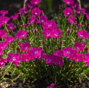 Pink Carnation Dianthus Seeds – Heirloom Non-GMO Shade-Tolerant Garden Seeds