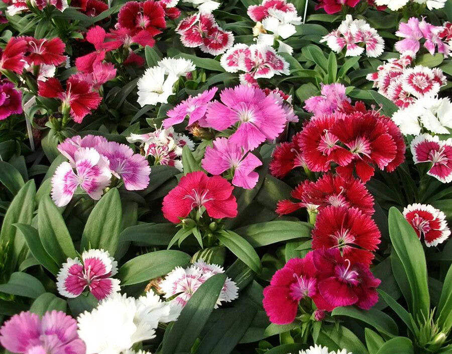 Mixed Dianthus Sonata Flower Seeds for Planting – Heirloom Non-GMO, High Germination Organic Garden Seeds
