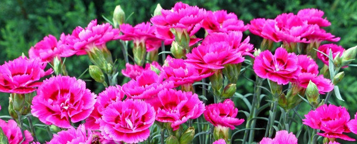 Pink Carnation Dianthus Seeds – Heirloom Non-GMO Shade-Tolerant Garden Seeds