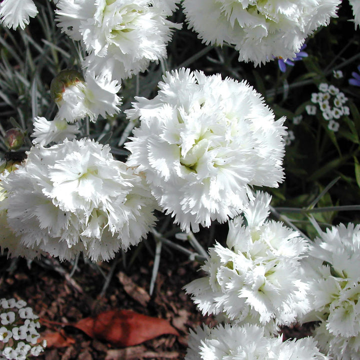 White Dianthus Caryophyllus Flower Seeds for Planting – Heirloom Non-GMO High Germination Organic Garden Seeds