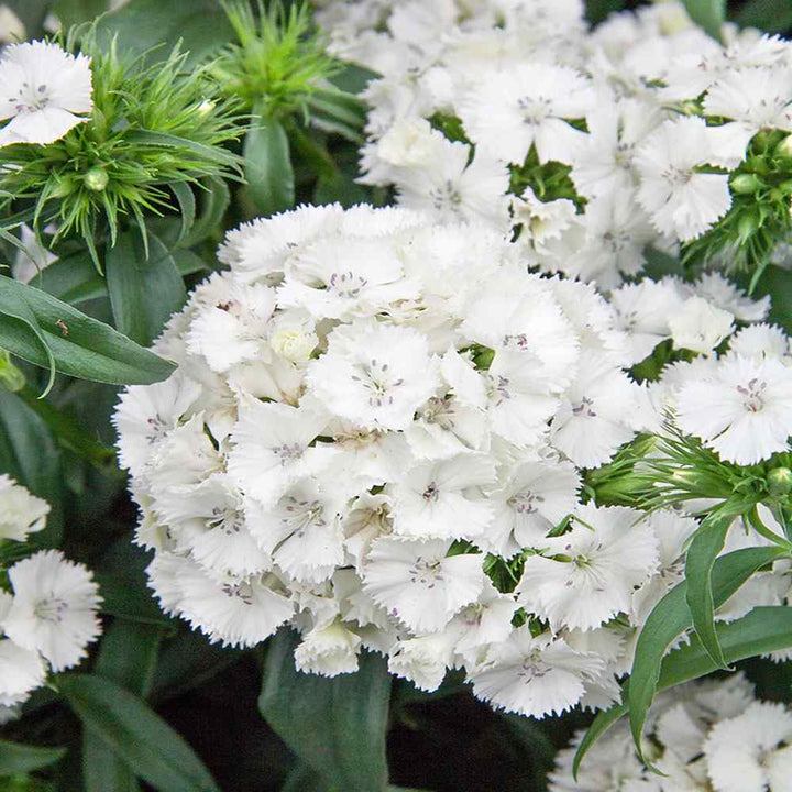 Flower Seeds, Seeds,Seeds For Planting,Plant Seeds