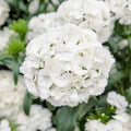 Dianthus Flower Seed Flower Seeds for Planting – Hardy Variety, Heirloom, Non-GMO, High Germination Organic Garden Seeds