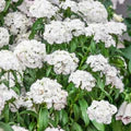 Dianthus Flower Seed Flower Seeds for Planting – Hardy Variety, Heirloom, Non-GMO, High Germination Organic Garden Seeds