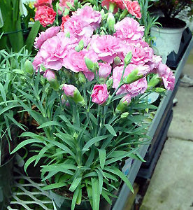 Pink Caryophyllus Flower Seeds for Planting – Heirloom, Non-GMO, Drought Tolerant