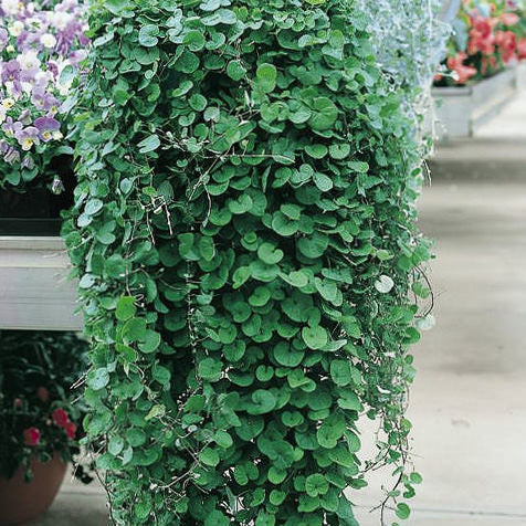 Emerald Falls Dichondra House Flower Seeds for Planting – Heirloom Non-GMO, High Germination Organic Garden Seeds