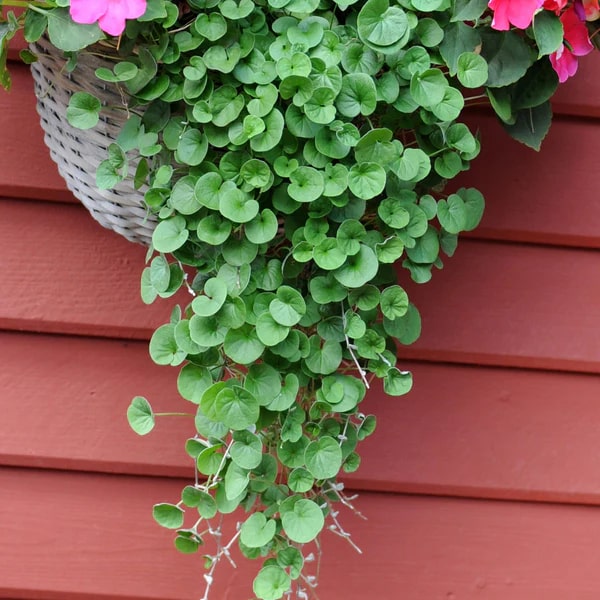 Emerald Falls Dichondra House Flower Seeds for Planting – Heirloom Non-GMO, High Germination Organic Garden Seeds