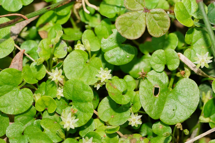 Dichondra Flower Seeds for Planting – Heirloom Non-GMO, High Germination Organic Garden Seeds