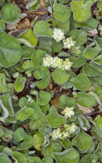 Dichondra Flower Seeds for Planting – Heirloom Non-GMO, High Germination Organic Garden Seeds