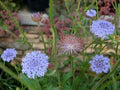 Blue Lace Flower Seeds for Planting – Heirloom, Non-GMO, High Germination Organic Garden Seeds