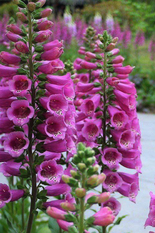 Pink Climbing Foxglove Flower Seeds for Planting – Heirloom, Non-GMO, Easy to Grow, Organic Garden Seeds