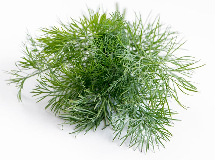 Green Dill Bouquet Herb Seeds for Planting – Heirloom, Non-GMO, Organic Garden Seeds with High Germination