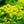 Herb Seeds,Garden seeds, Seeds For Planting,Plant Seeds