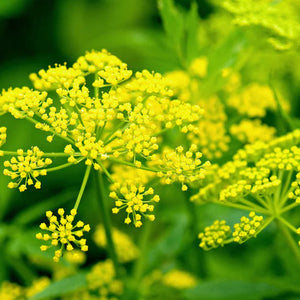 Herb Seeds,Garden seeds, Seeds For Planting,Plant Seeds