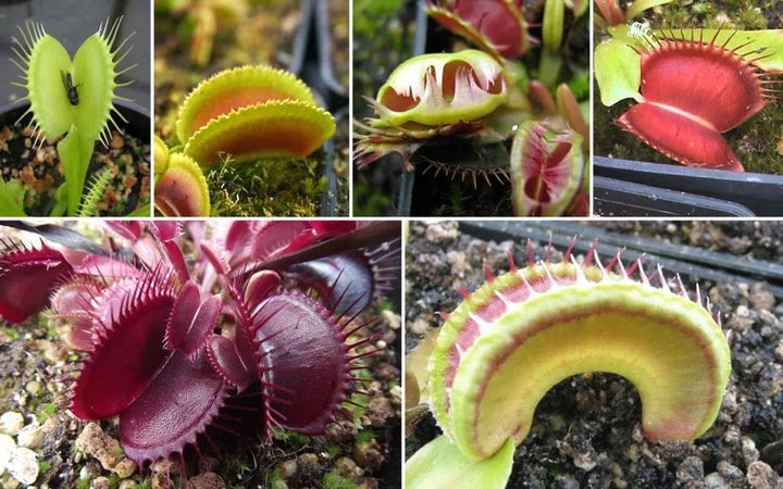 Mixed Venus Fly Trap Flower seeds for Planting – Heirloom, Non-GMO, High Germination Seeds