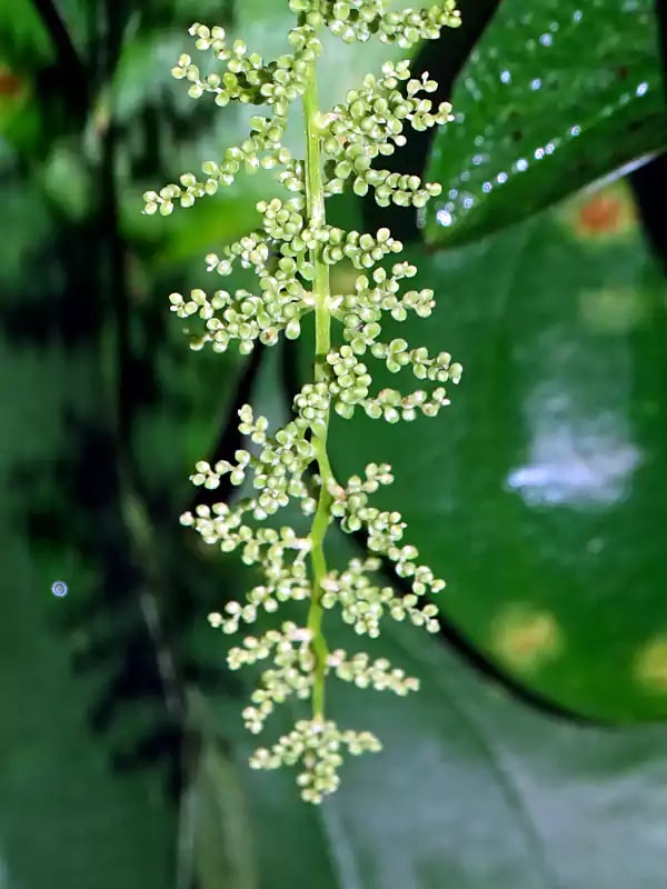 Dioscorea Flower Seeds for Planting | Heirloom Non-GMO High Germination Organic Garden Seeds