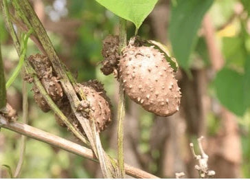 Dioscorea Alata Yam Seeds for Planting – Heirloom Non-GMO High Germination Organic Garden Seeds, Nutritious Tuber Vegetables