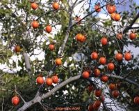 Red Rhombifolia Fruit Seeds for Planting – Heirloom, Non-GMO Ornamental Ground Cover Garden Seeds
