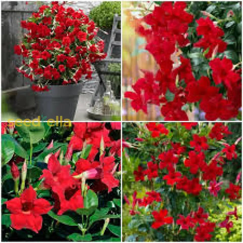 Flower Seeds, Seeds,Seeds For Planting,Plant Seeds