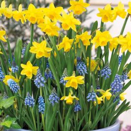 Blue Yellow Daffodil Flower Seeds for Planting – Heirloom, Non-GMO, Bright Blooms, High Germination