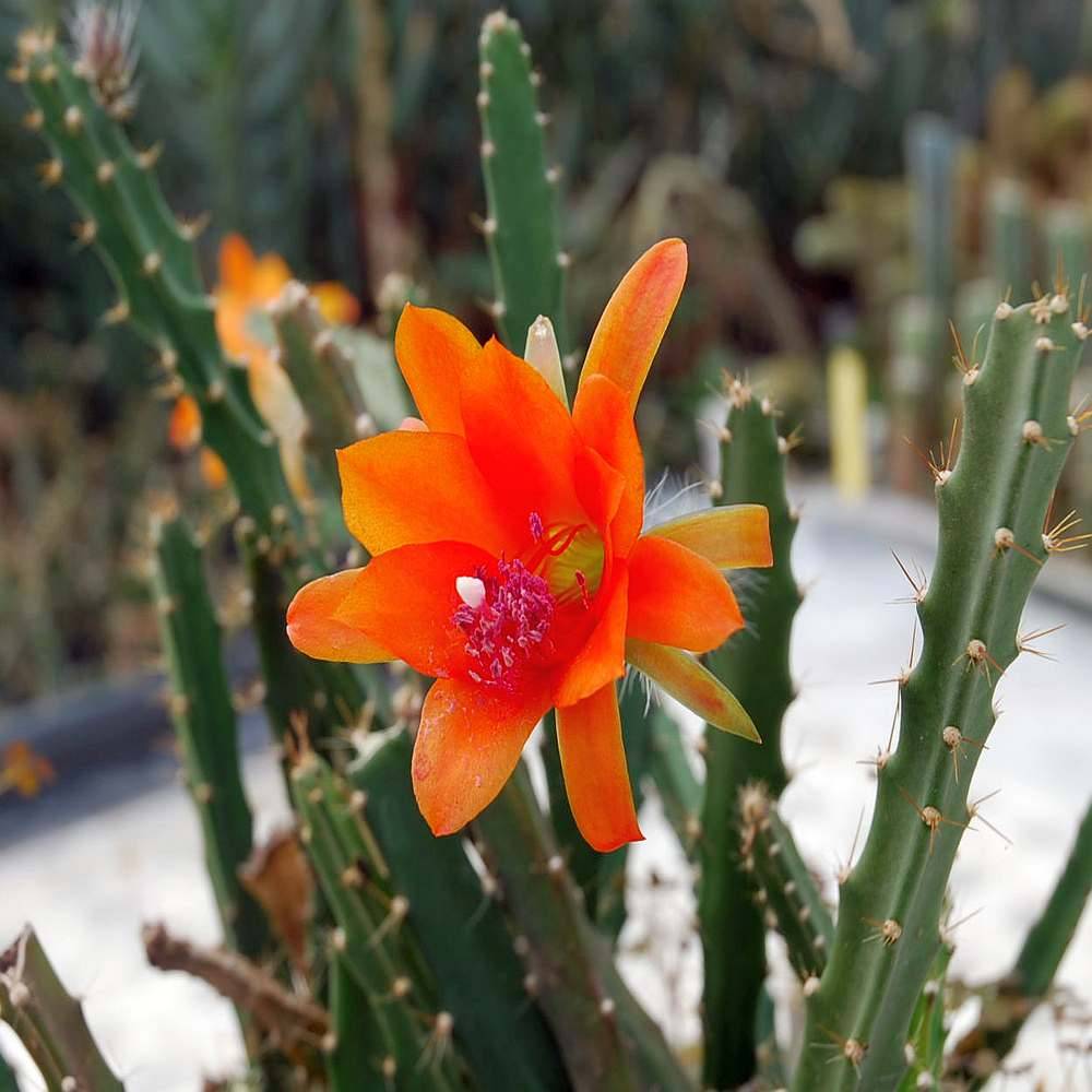 Flower Seeds, Seeds,Seeds For Planting,Plant Seeds