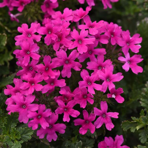Dark Pink Verbena Flower Seeds for Planting - Heirloom, Non-GMO, High Germination Organic Garden Seeds