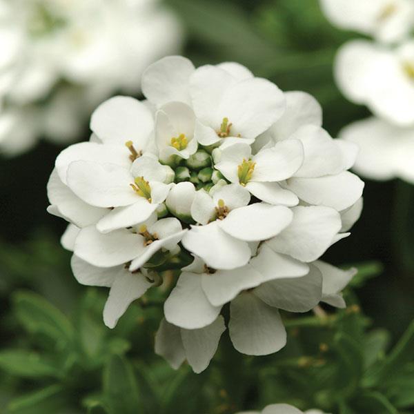 Iberis Sempervirens Flower Seeds for Planting – Heirloom Non-GMO, High Germination Organic Garden Seeds
