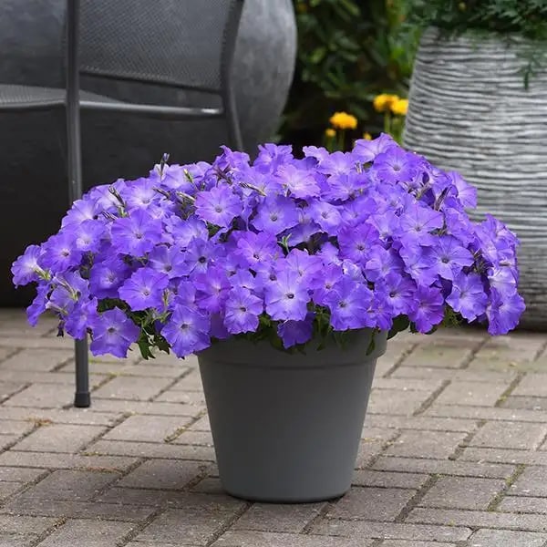 Blue Petunia Wave Flower Seeds for Planting – Heirloom Non-GMO High Germination Organic Garden Seeds