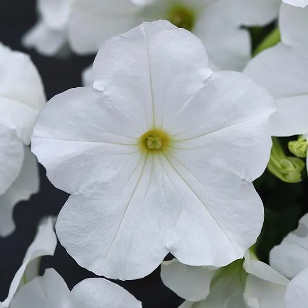 White Petunia Wave Flower Seeds for Planting – Heirloom, Non-GMO, High Germination Organic Garden Seeds