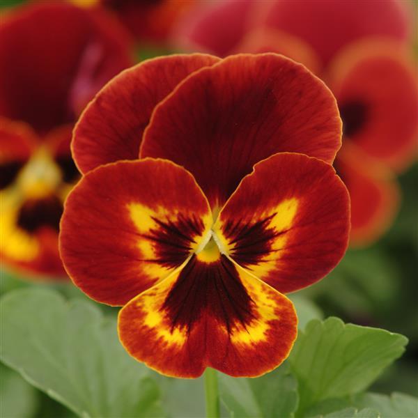 Yellow Red Pansy Flower Seeds for Planting – Heirloom Non-GMO High Germination Organic Garden Seeds